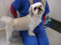 Oliver's Dog Grooming Services image 3