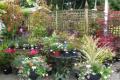 Cloon Nursery and Garden Centre image 3