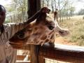 The David Sheldrick Wildlife Trust image 3