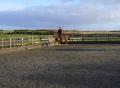 Pilton Moor Livery Stables image 1