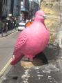 Pink Pigeon Ltd image 2