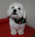 Dinky Dogs Grooming image 5
