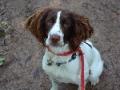 Mucky-Paws Dog Walking & Pet Care Services Warrington image 9