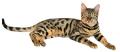 BENGALCATS.ORG.UK logo