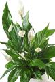 Sheffield online Florist image 7