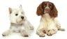 SMART DOGS  PROFESSIONAL GROOMERS image 3