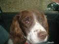 Woofers and Whiskers Dog Walking and Cat Feeding Hampton Teddington Twickenham image 2