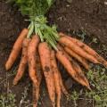 Riverford Organic Vegetables image 5