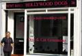 Hollywood Dogs logo