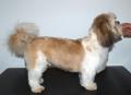 Worthing Dog Grooming image 4