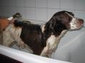 Becky's Professional Dog Grooming image 5