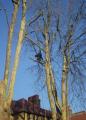 Appleyard Tree Care image 10