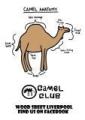 The Camel Club image 3