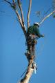 Leeds Tree Services image 3