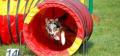 Kampeon Dog Training image 2