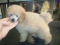 pawfection dog grooming image 1