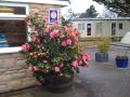 Warmwell Caravan Park image 3