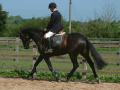 Norfolk Horse Training image 2