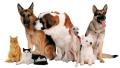Animals2Go Pet Care Service logo