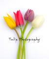Christina Draper (Tulip) Photography logo