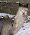 Greenholme Alpacas image 3