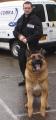 K9 Security image 2