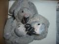 African Grey Parrot Centre image 3