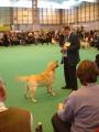 Clanross Dog Training image 1