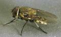 Hampshire Pest Control Services, Hampshire Pest Clear image 3
