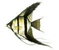 Sheffield Fish Rescue logo