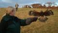 Cumberland Bird of Prey Centre image 3