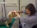 Cutting Crew Mobile Pet Grooming | Dog and Cat Grooming in Newcastle image 2