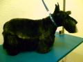 CANINE CUTS DOG GROOMING image 7