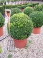 Wreford ltd Hedging and Topiary image 2