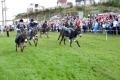 Fermanagh County Show image 1