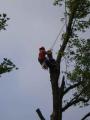 Freeborn Tree Surgeons image 3