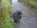 Mucky-Paws Dog Walking & Pet Care Services Warrington image 6