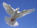 White Dove Releases image 6