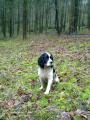 Personal Pet Services - Dog Walking & Pet Sitting, Bournemouth, Poole & Dorset image 3