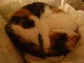 Haworth Cat Rescue image 2