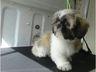 Waggies Dog Grooming image 4