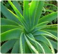 Forever Living Products - Aloe Vera and Bee products image 1