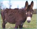 The Scottish Borders Donkey Sanctuary logo