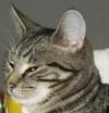 Sunny Harbour Cat & Kitten Rescue image 2