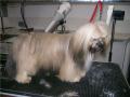 Woof and Ready - Mobile Grooming and Microchipping image 4