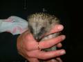 Hedgehog Carer image 4