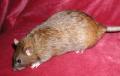 Zaxxan-Firenza fancy pet Rats image 6