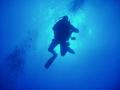 Ocean Devotion Diving image 1