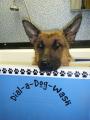 Dial a Dog Wash - Malvern, Tewkesbury and Evesham logo