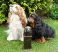 Pet Burial Solutions image 2